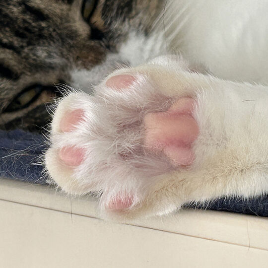 肉球