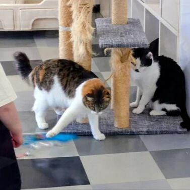 工作レク「猫のおもちゃ作り」