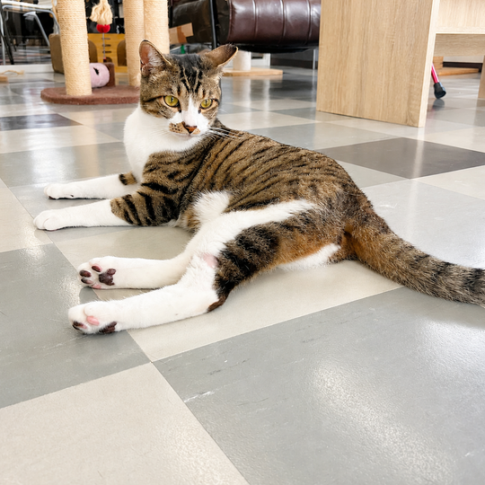 保護猫