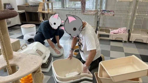 台風ですが、猫トイレ掃除です。
