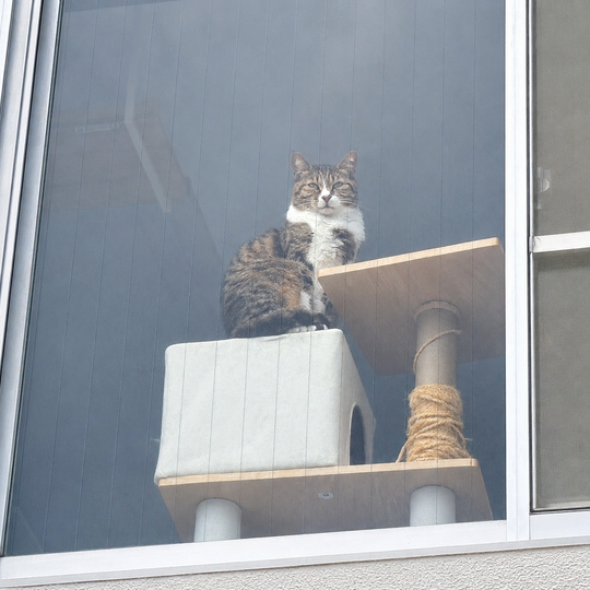 窓から眺める猫