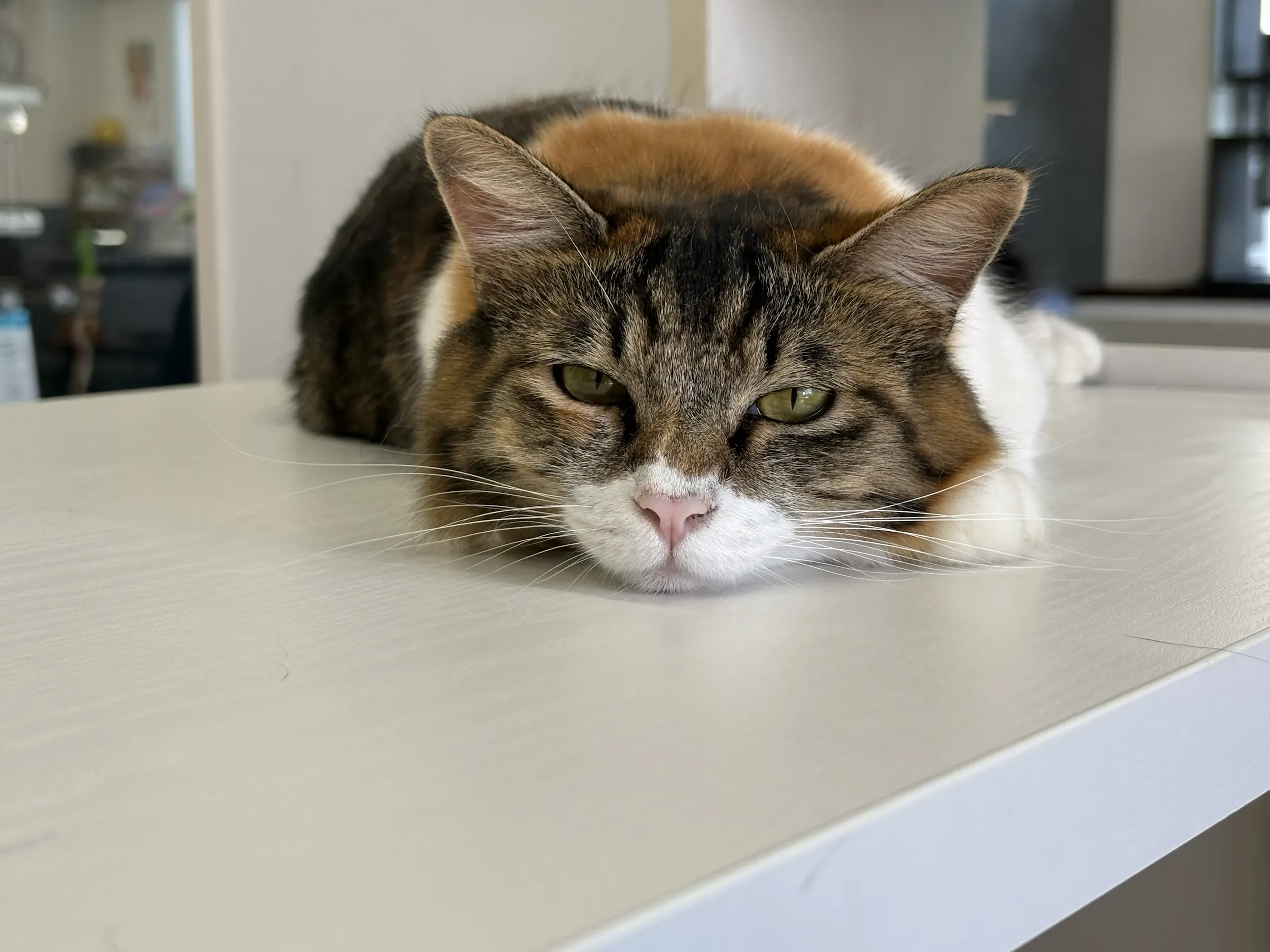 保護猫