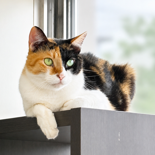 三毛猫