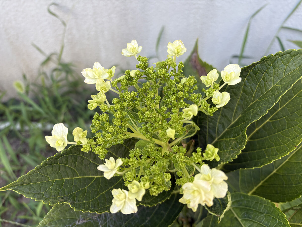 おぼん