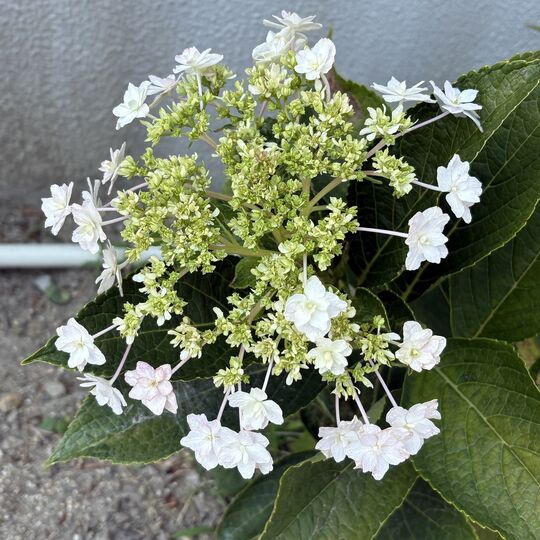 紫陽花