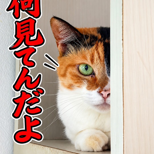 三毛猫