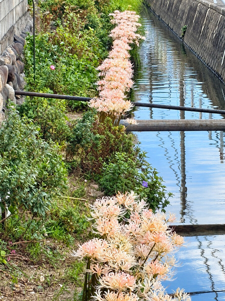 クリーム色の彼岸花