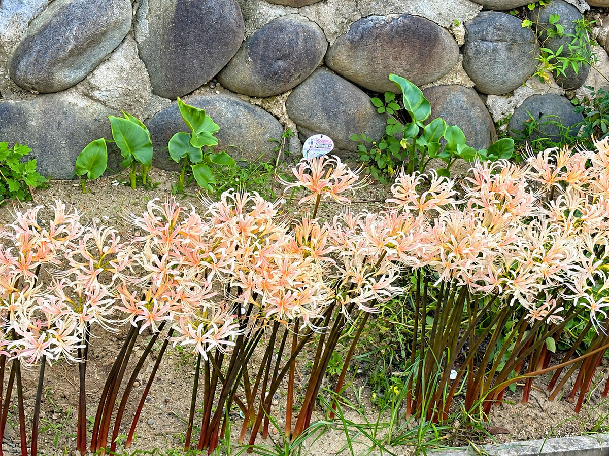 クリーム色の彼岸花