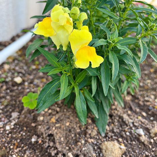 花壇の花