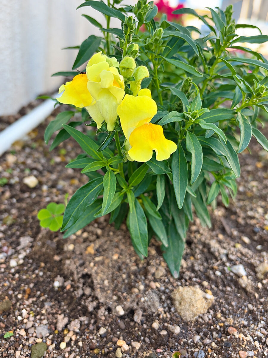 花壇の手入れ